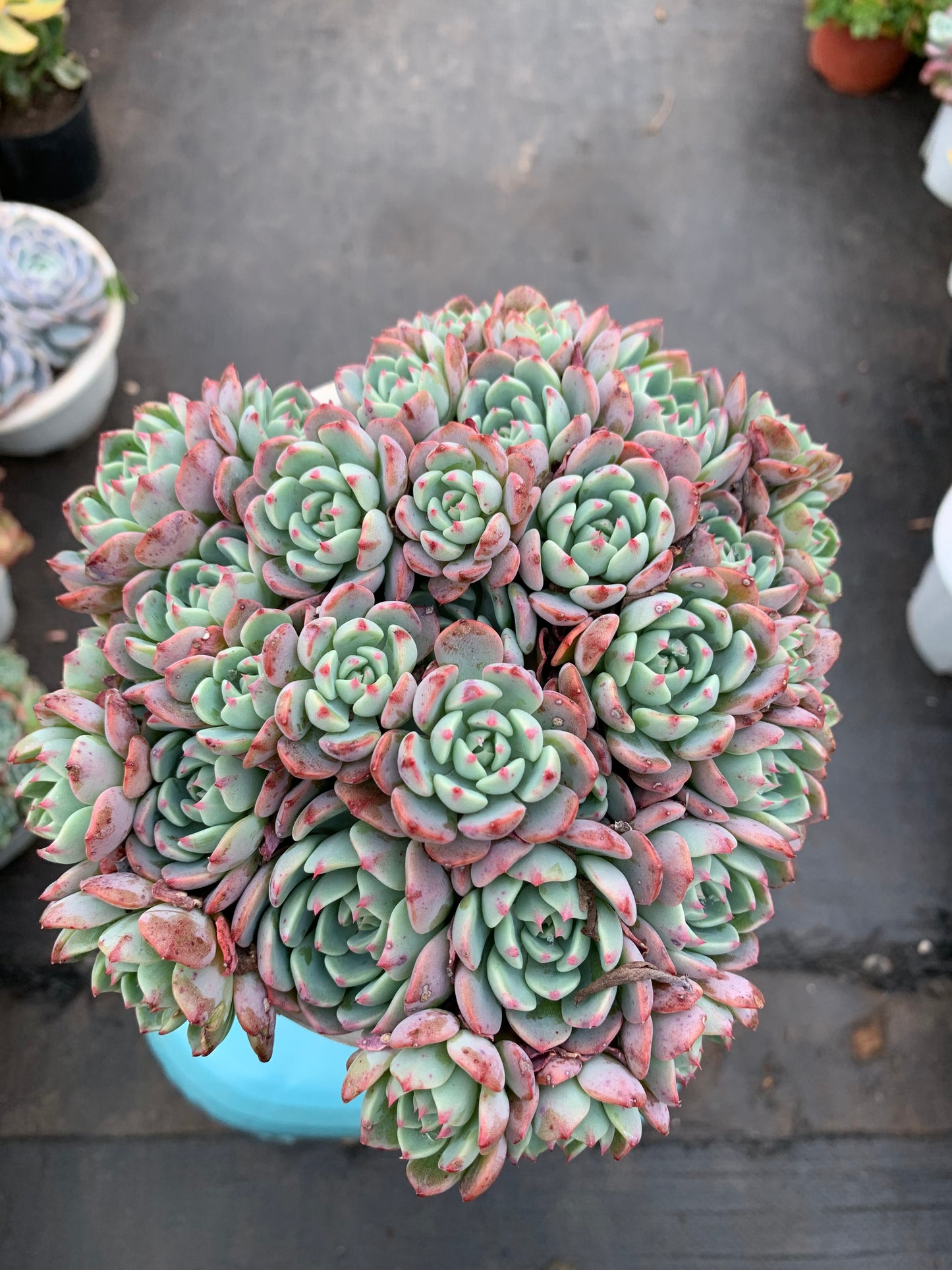 Y22 Echeveria sitifukumiama cluster(Pot size 6in)/Echeveria/Variegated Natural Live Plants Succulents