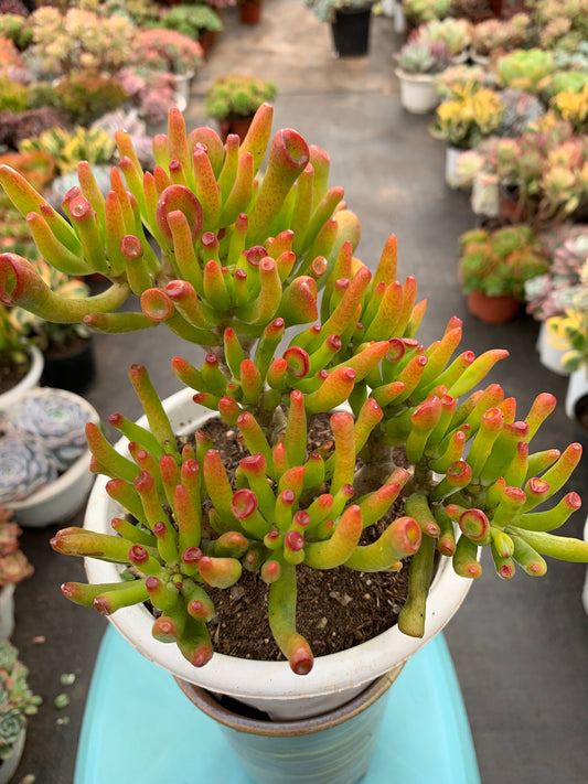 Y31 Crassula obliqua 'Gollum'cluster(Pot size 6in)/Echeveria/Variegated Natural Live Plants Succulents