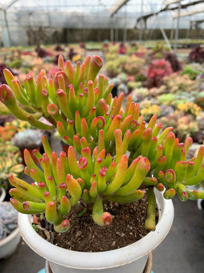 Y31 Crassula obliqua 'Gollum'cluster(Pot size 6in)/Echeveria/Variegated Natural Live Plants Succulents