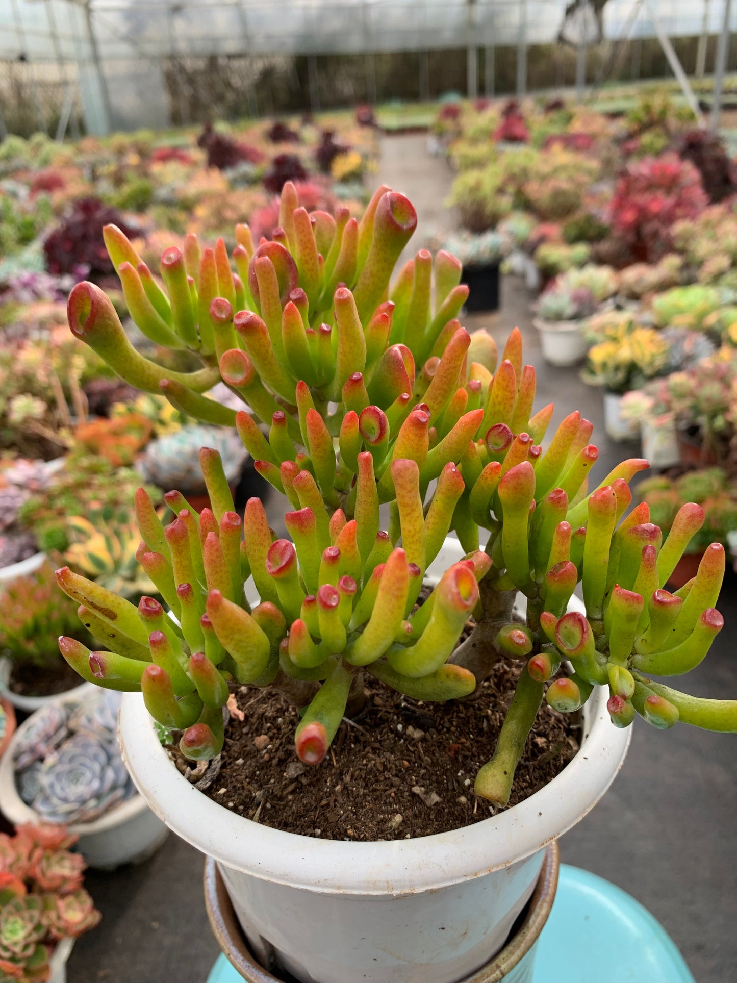 Y31 Crassula obliqua 'Gollum'cluster(Pot size 6in)/Echeveria/Variegated Natural Live Plants Succulents