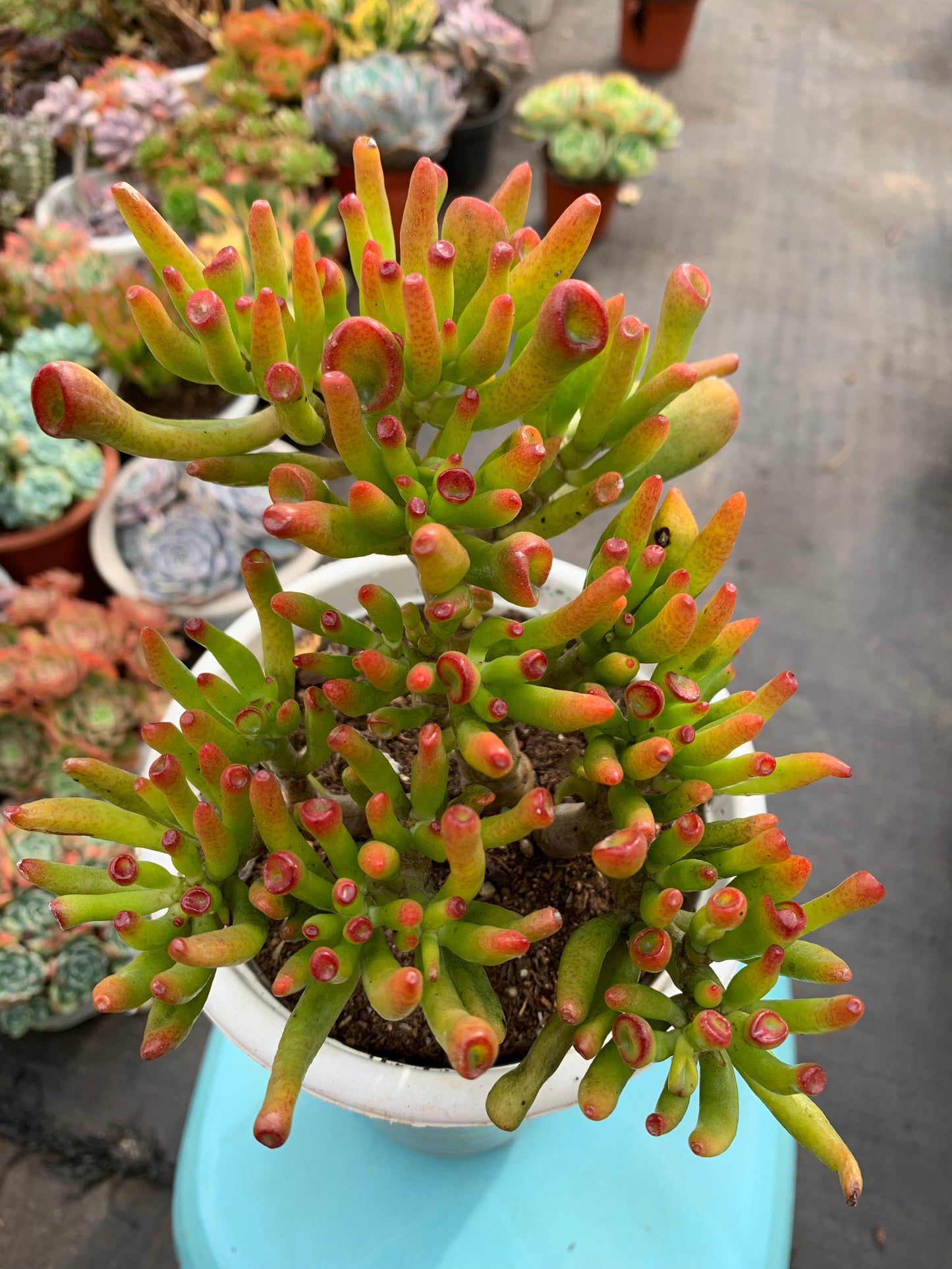 Y31 Crassula obliqua 'Gollum'cluster(Pot size 6in)/Echeveria/Variegated Natural Live Plants Succulents