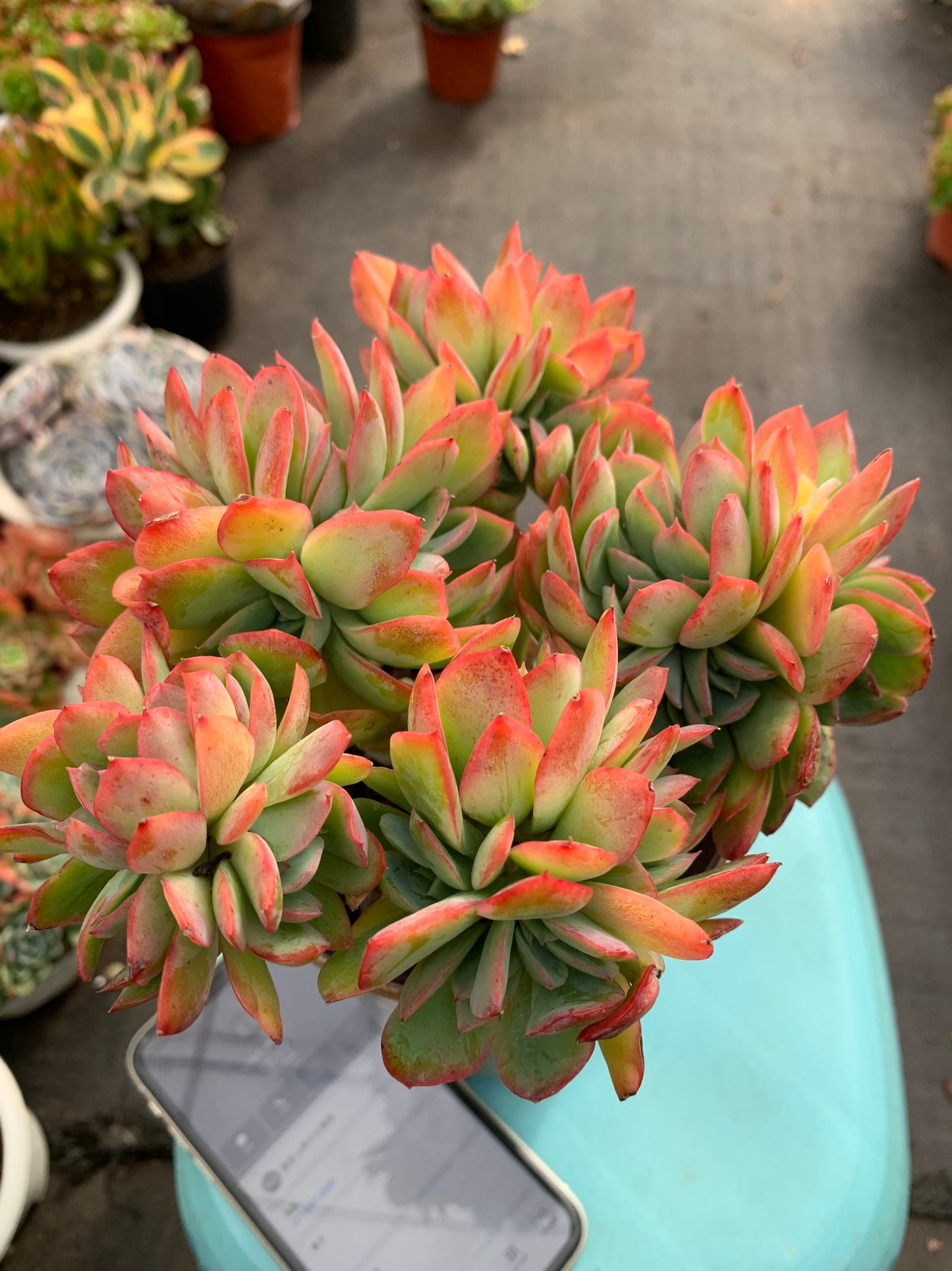 Y23 Echeveria 'Luella'(Pot size 4.8in)/Echeveria/Variegated Natural Live Plants Succulents