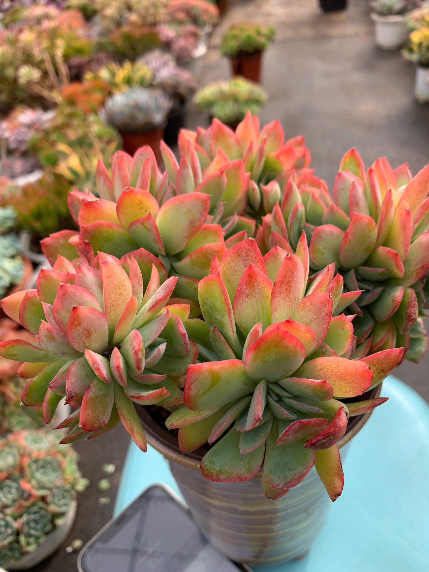 Y23 Echeveria 'Luella'(Pot size 4.8in)/Echeveria/Variegated Natural Live Plants Succulents