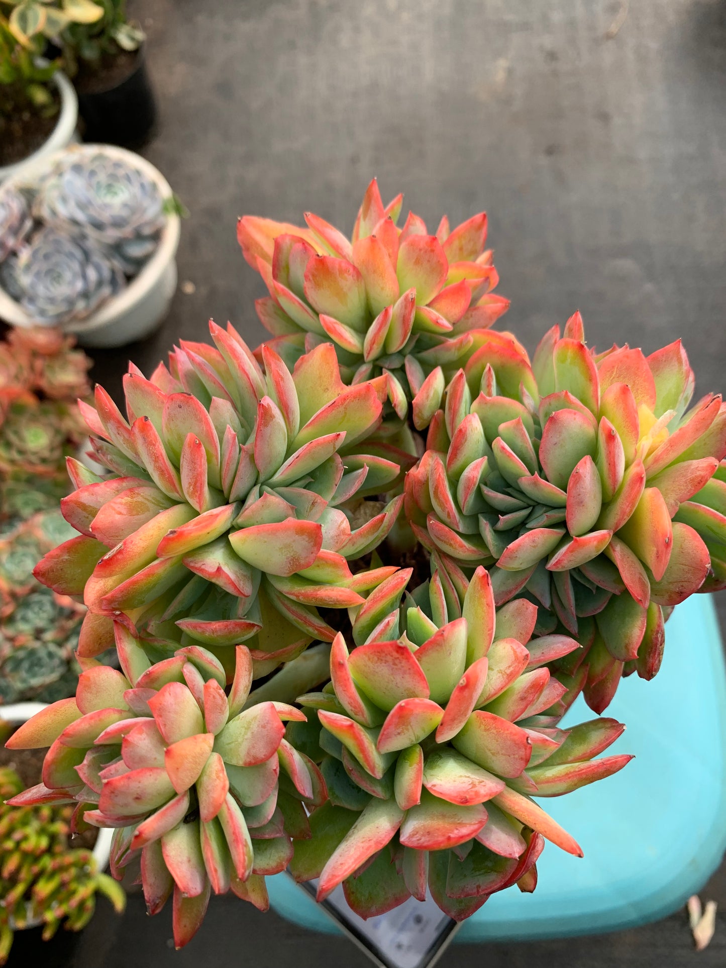 Y23 Echeveria 'Luella'(Pot size 4.8in)/Echeveria/Variegated Natural Live Plants Succulents