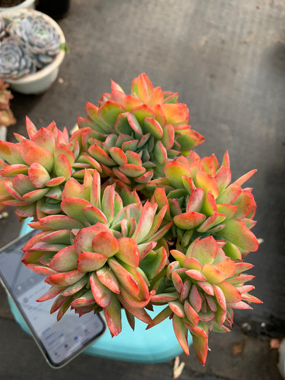 Y23 Echeveria 'Luella'(Pot size 4.8in)/Echeveria/Variegated Natural Live Plants Succulents