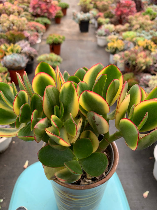 Y32 Crassula obliqua f variegata cluster(Pot size 4.8in)/Echeveria/Variegated Natural Live Plants Succulents