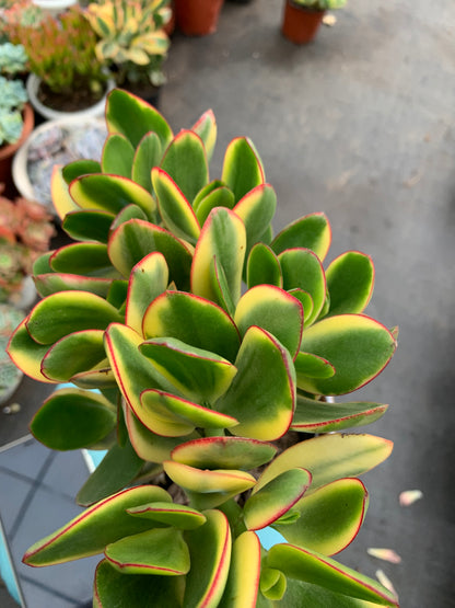 Y32 Crassula obliqua f variegata cluster(Pot size 4.8in)/Echeveria/Variegated Natural Live Plants Succulents