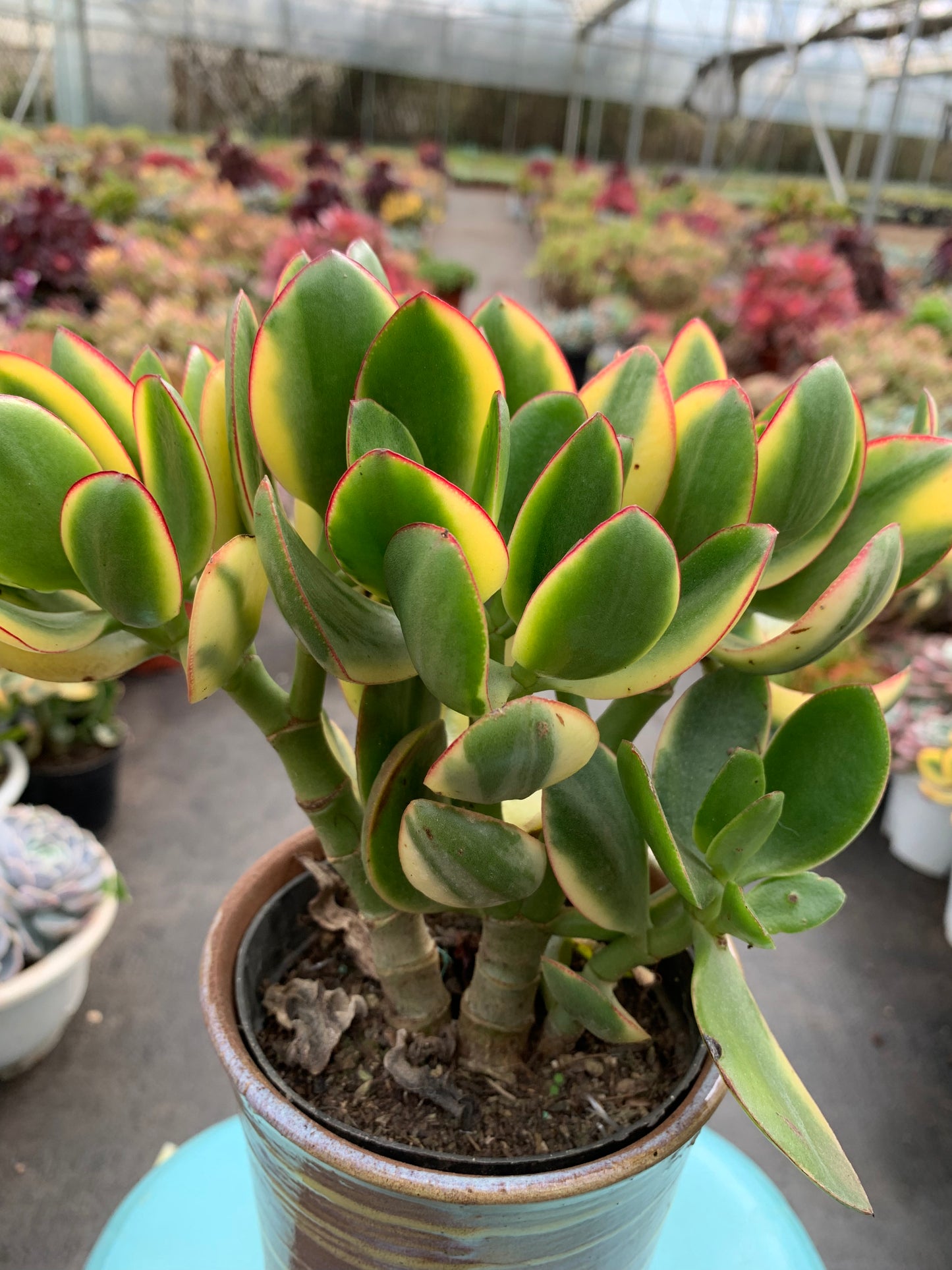 Y32 Crassula obliqua f variegata cluster(Pot size 4.8in)/Echeveria/Variegated Natural Live Plants Succulents