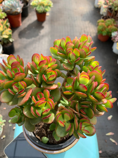 Y17 Crassulaovata minima cluster(Pot size 4.8in)/Echeveria/Variegated Natural Live Plants Succulents