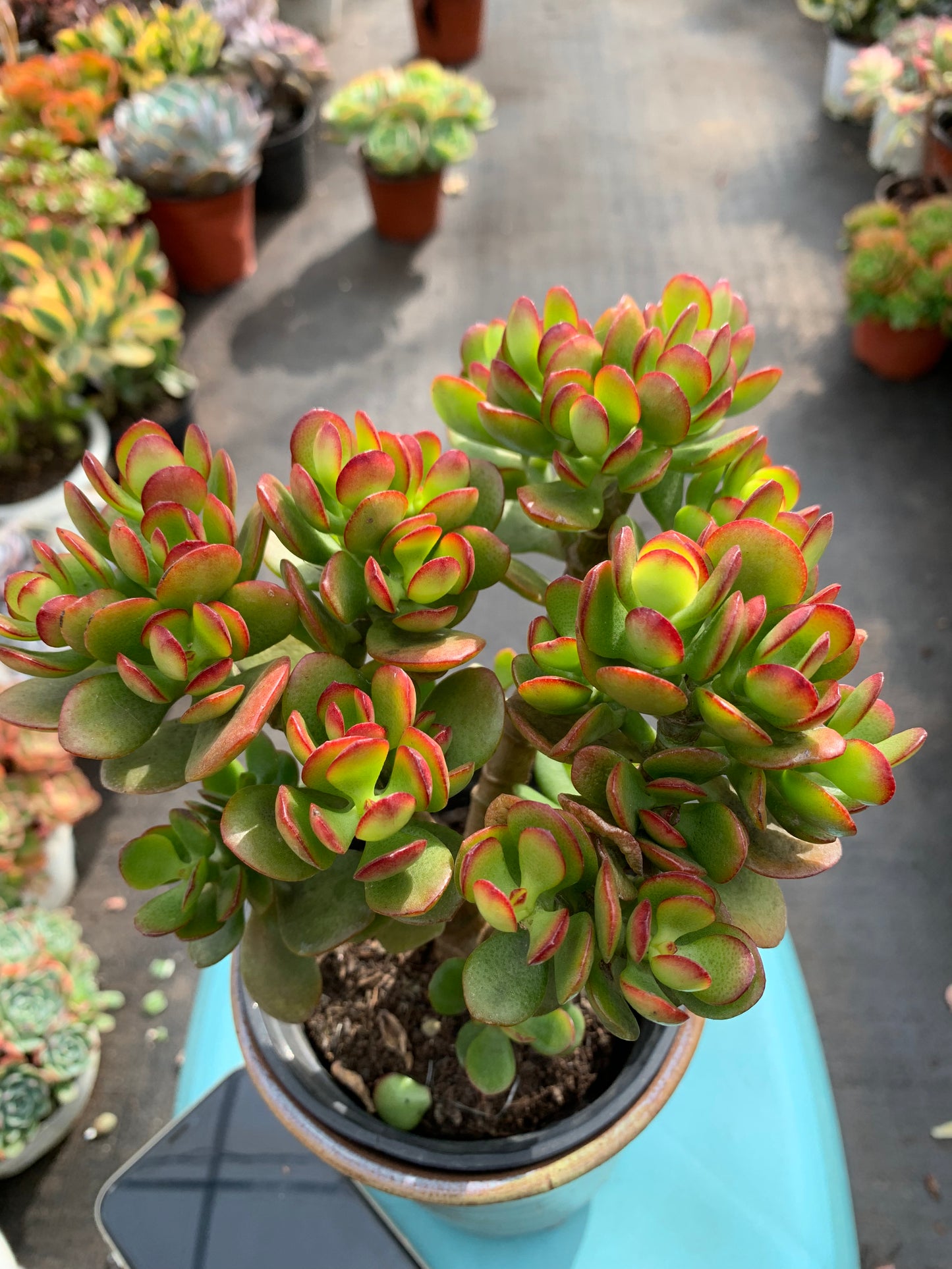 Y17 Crassulaovata minima cluster(Pot size 4.8in)/Echeveria/Variegated Natural Live Plants Succulents