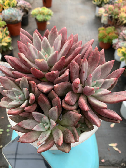 Y28 Peach Blossom Spring cluster(Pot size 6.4in)/Echeveria/Variegated Natural Live Plants Succulents