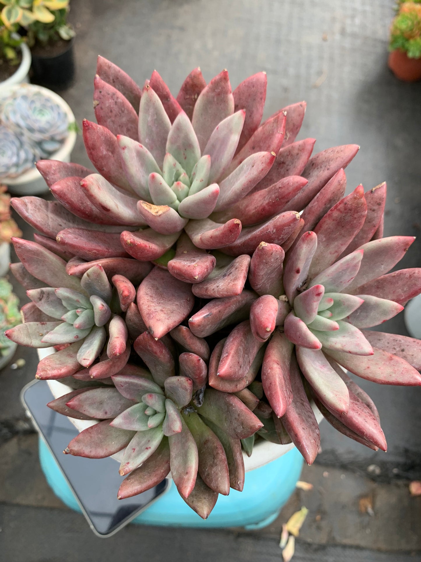 Y28 Peach Blossom Spring cluster(Pot size 6.4in)/Echeveria/Variegated Natural Live Plants Succulents