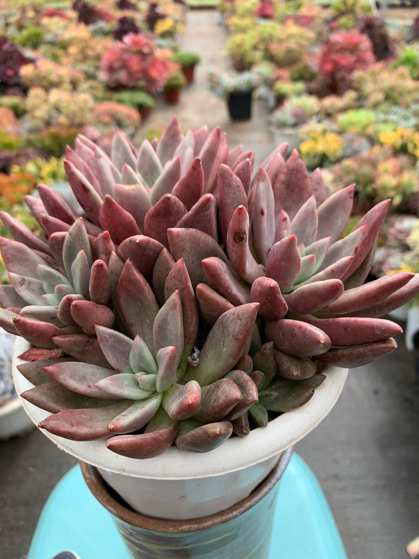 Y28 Peach Blossom Spring cluster(Pot size 6.4in)/Echeveria/Variegated Natural Live Plants Succulents