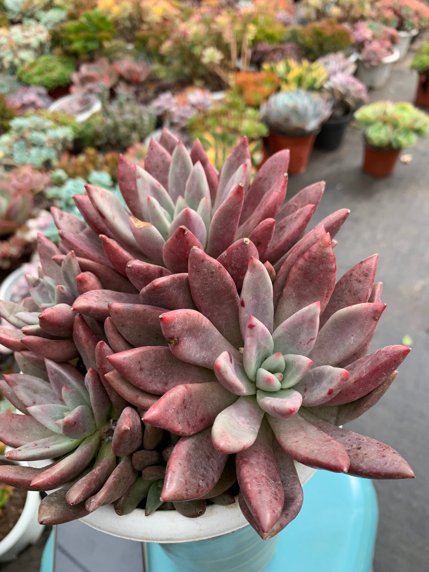 Y28 Peach Blossom Spring cluster(Pot size 6.4in)/Echeveria/Variegated Natural Live Plants Succulents