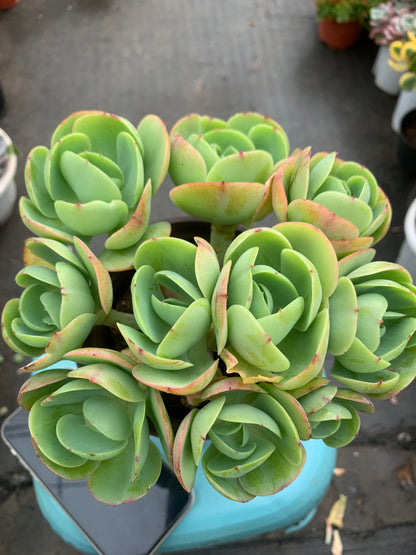 Y4 Echeveria 'Peach Pride'cluster(Pot size 4.8in)/Echeveria/Variegated Natural Live Plants Succulents