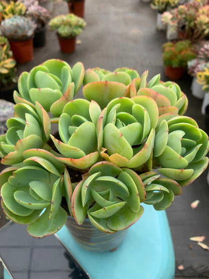 Y4 Echeveria 'Peach Pride'cluster(Pot size 4.8in)/Echeveria/Variegated Natural Live Plants Succulents