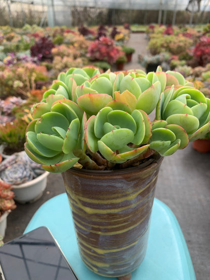 Y4 Echeveria 'Peach Pride'cluster(Pot size 4.8in)/Echeveria/Variegated Natural Live Plants Succulents