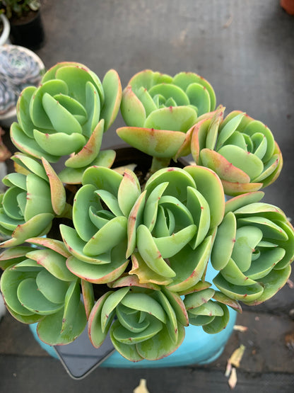 Y4 Echeveria 'Peach Pride'cluster(Pot size 4.8in)/Echeveria/Variegated Natural Live Plants Succulents