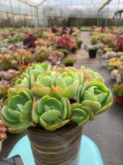 Y4 Echeveria 'Peach Pride'cluster(Pot size 4.8in)/Echeveria/Variegated Natural Live Plants Succulents