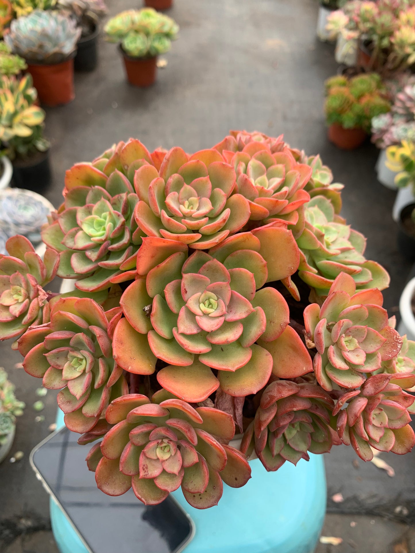 Y11 Echeveria 'Noble cluster(Pot size 6.4in)/Echeveria/Variegated Natural Live Plants Succulents