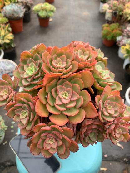 Y11 Echeveria 'Noble cluster(Pot size 6.4in)/Echeveria/Variegated Natural Live Plants Succulents