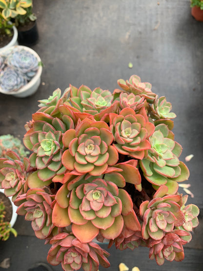 Y11 Echeveria 'Noble cluster(Pot size 6.4in)/Echeveria/Variegated Natural Live Plants Succulents