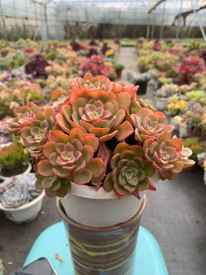 Y11 Echeveria 'Noble cluster(Pot size 6.4in)/Echeveria/Variegated Natural Live Plants Succulents