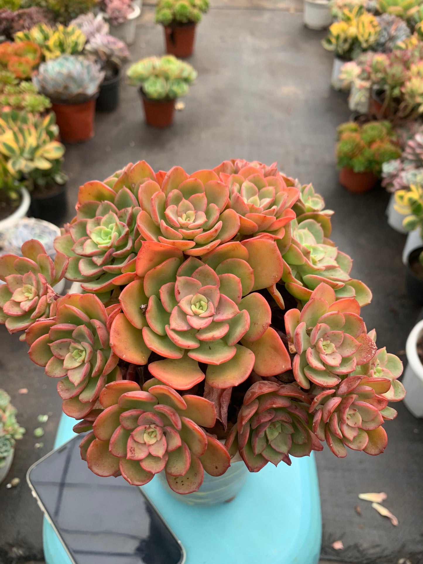 Y11 Echeveria 'Noble cluster(Pot size 6.4in)/Echeveria/Variegated Natural Live Plants Succulents