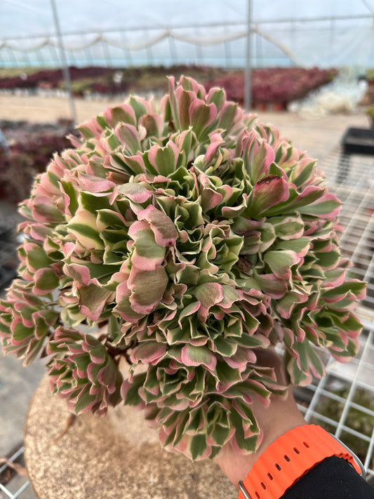 Green Pink Witch cluster20-30cm Old pile/ 10-20heads/ Aeonium cluster / Variegated Natural Live Plants Succulents