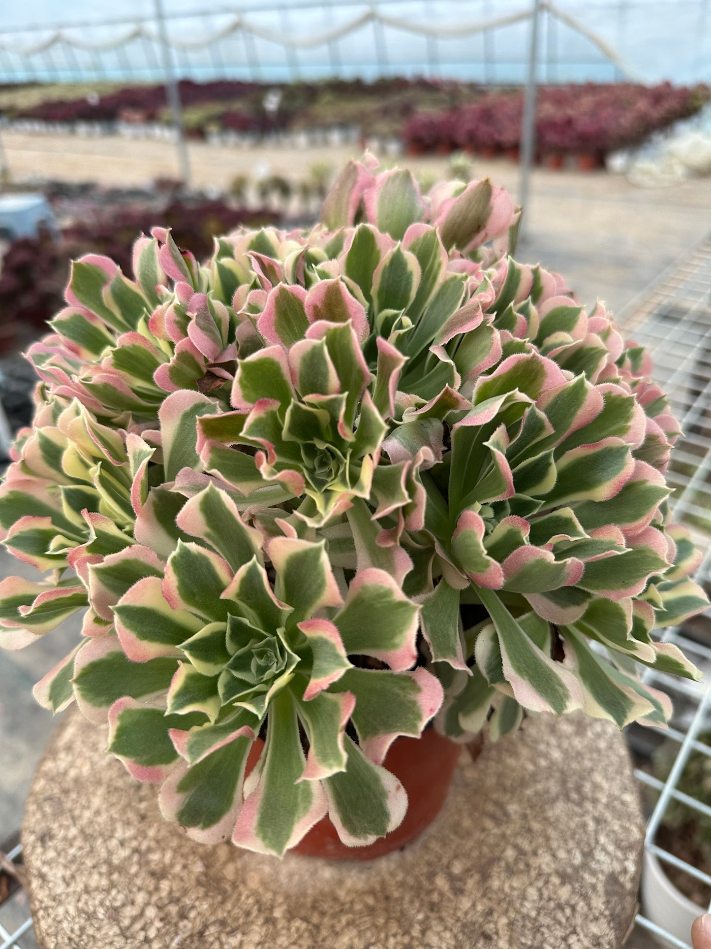 Green Pink Witch cluster20-30cm Old pile/ 10-20heads/ Aeonium cluster / Variegated Natural Live Plants Succulents