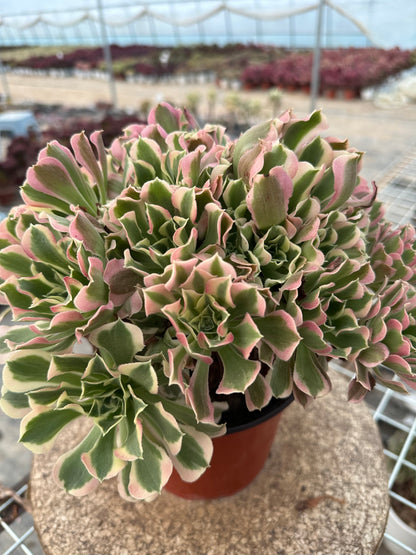 Green Pink Witch cluster20-30cm Old pile/ 10-20heads/ Aeonium cluster / Variegated Natural Live Plants Succulents