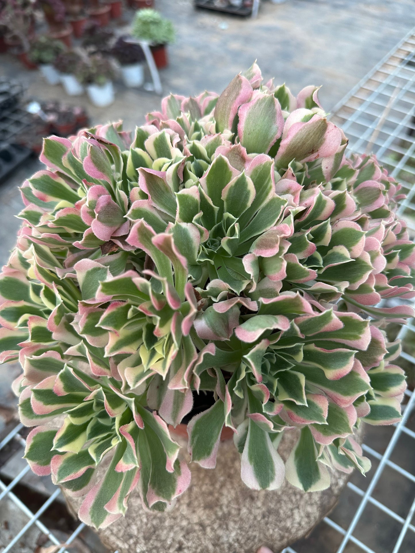 Green Pink Witch cluster20-30cm Old pile/ 10-20heads/ Aeonium cluster / Variegated Natural Live Plants Succulents