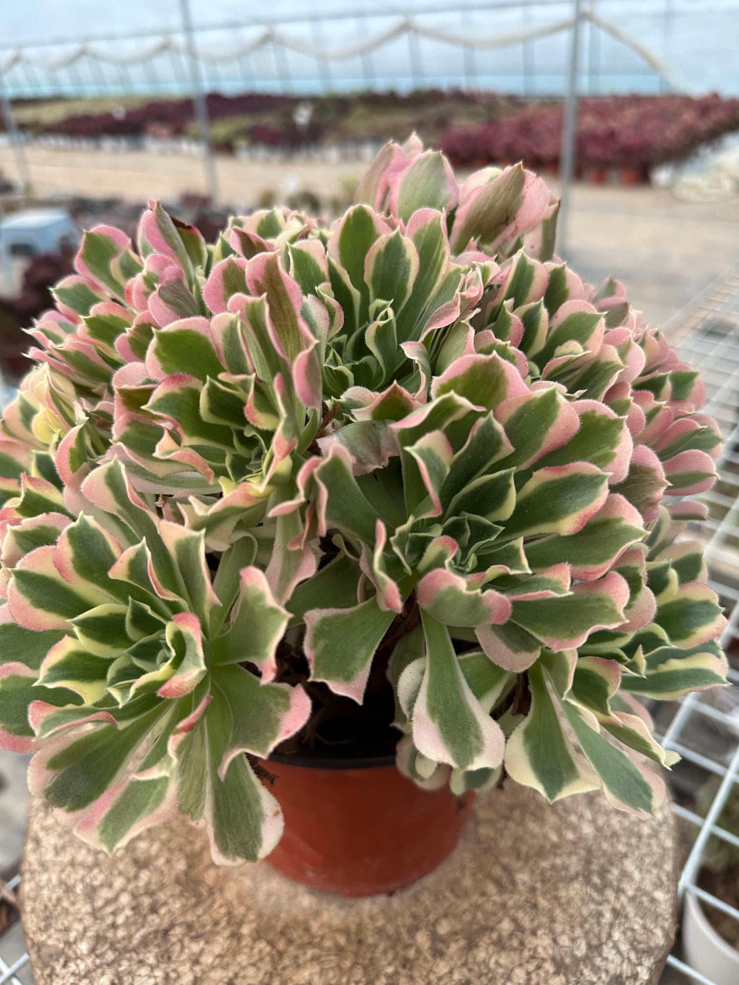 Green Pink Witch cluster20-30cm Old pile/ 10-20heads/ Aeonium cluster / Variegated Natural Live Plants Succulents