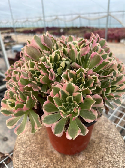 Green Pink Witch cluster20-30cm Old pile/ 10-20heads/ Aeonium cluster / Variegated Natural Live Plants Succulents