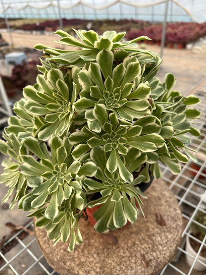 55Green Wave cluster20-30cm Old pile/ 10-20heads/ Aeonium cluster / Variegated Natural Live Plants Succulents