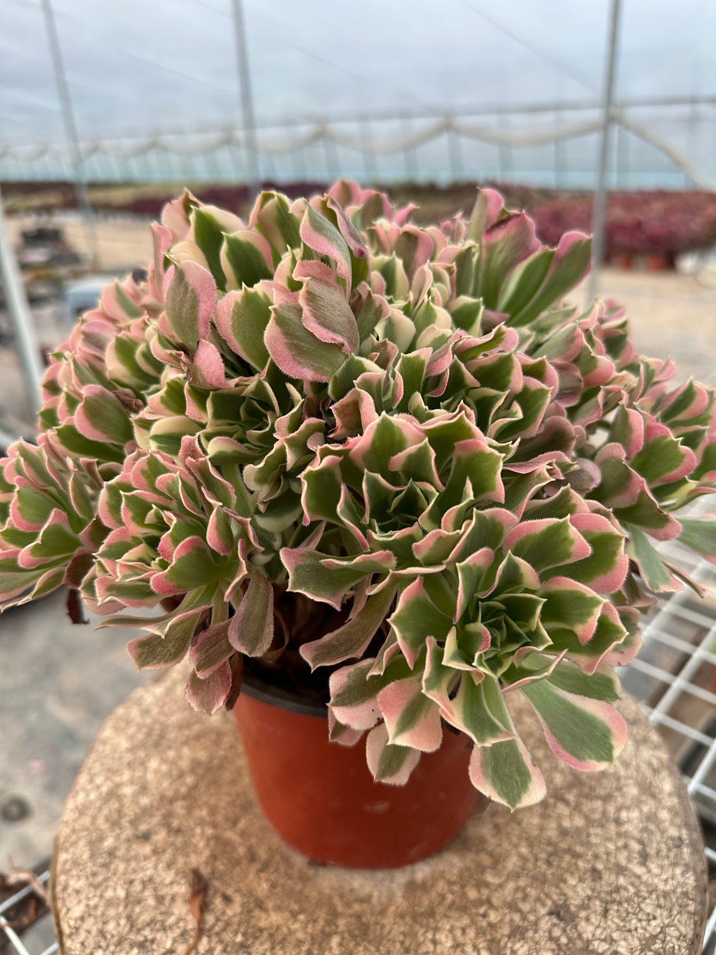 Green Pink Witch cluster20-30cm Old pile/ 10-20heads/ Aeonium cluster / Variegated Natural Live Plants Succulents