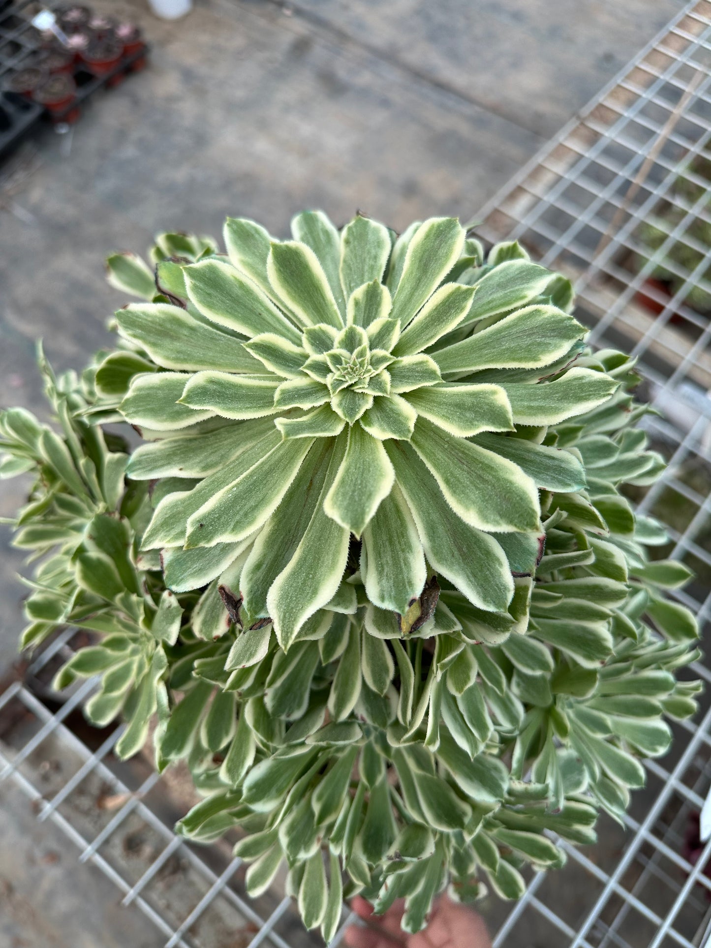 55Green Wave cluster20-30cm Old pile/ 10-20heads/ Aeonium cluster / Variegated Natural Live Plants Succulents