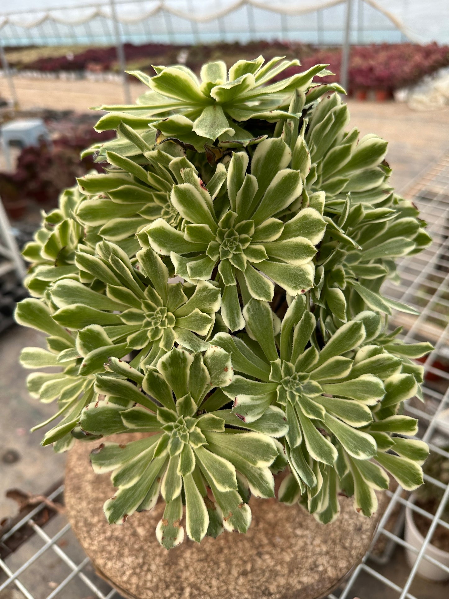 55Green Wave cluster20-30cm Old pile/ 10-20heads/ Aeonium cluster / Variegated Natural Live Plants Succulents