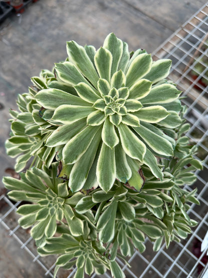 55Green Wave cluster20-30cm Old pile/ 10-20heads/ Aeonium cluster / Variegated Natural Live Plants Succulents