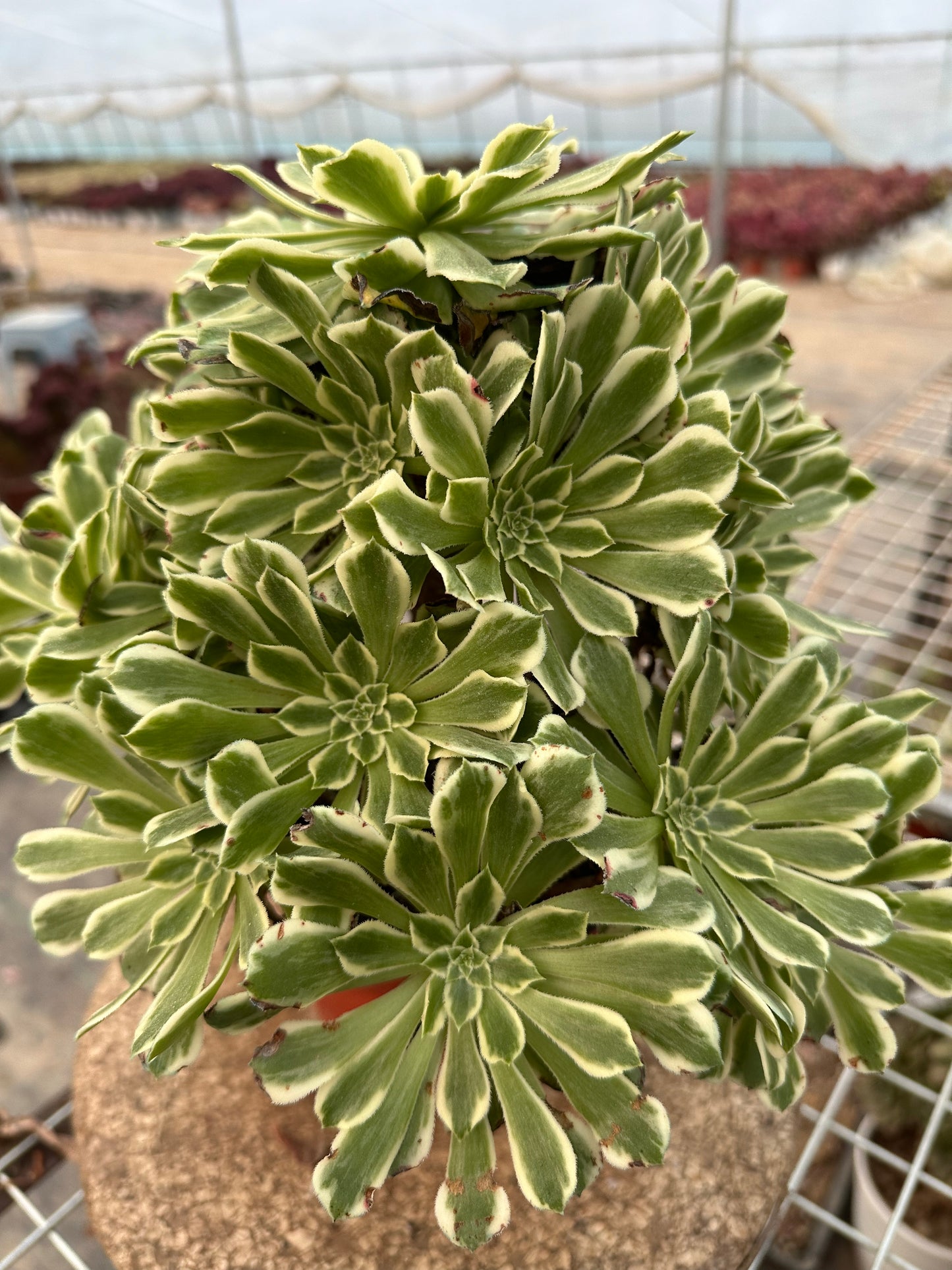 55Green Wave cluster20-30cm Old pile/ 10-20heads/ Aeonium cluster / Variegated Natural Live Plants Succulents