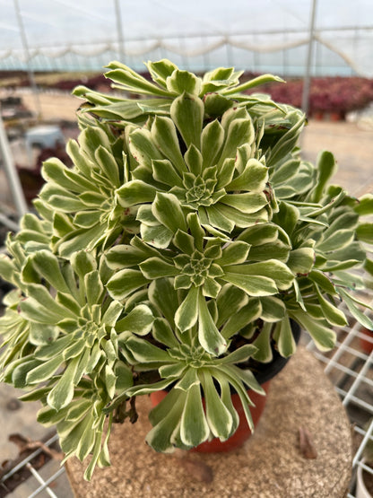 55Green Wave cluster20-30cm Old pile/ 10-20heads/ Aeonium cluster / Variegated Natural Live Plants Succulents