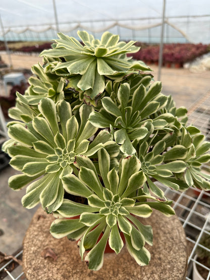 55Green Wave cluster20-30cm Old pile/ 10-20heads/ Aeonium cluster / Variegated Natural Live Plants Succulents