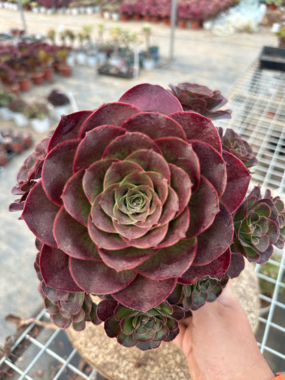 49Charm Golden Rose cluster20-30cm Old pile/ 10-20heads/ Aeonium cluster / Variegated Natural Live Plants Succulents