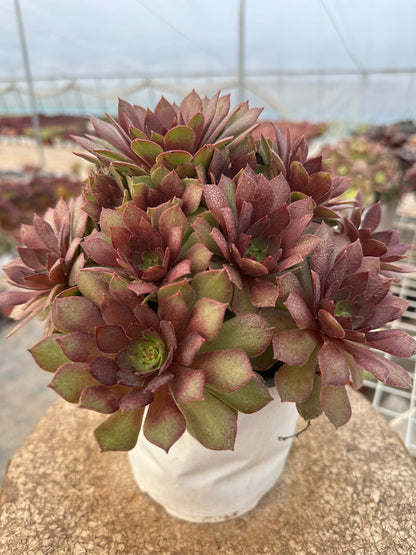 56red devil cluster20-30cm Old pile/ 10-20heads/ Aeonium cluster / Variegated Natural Live Plants Succulents