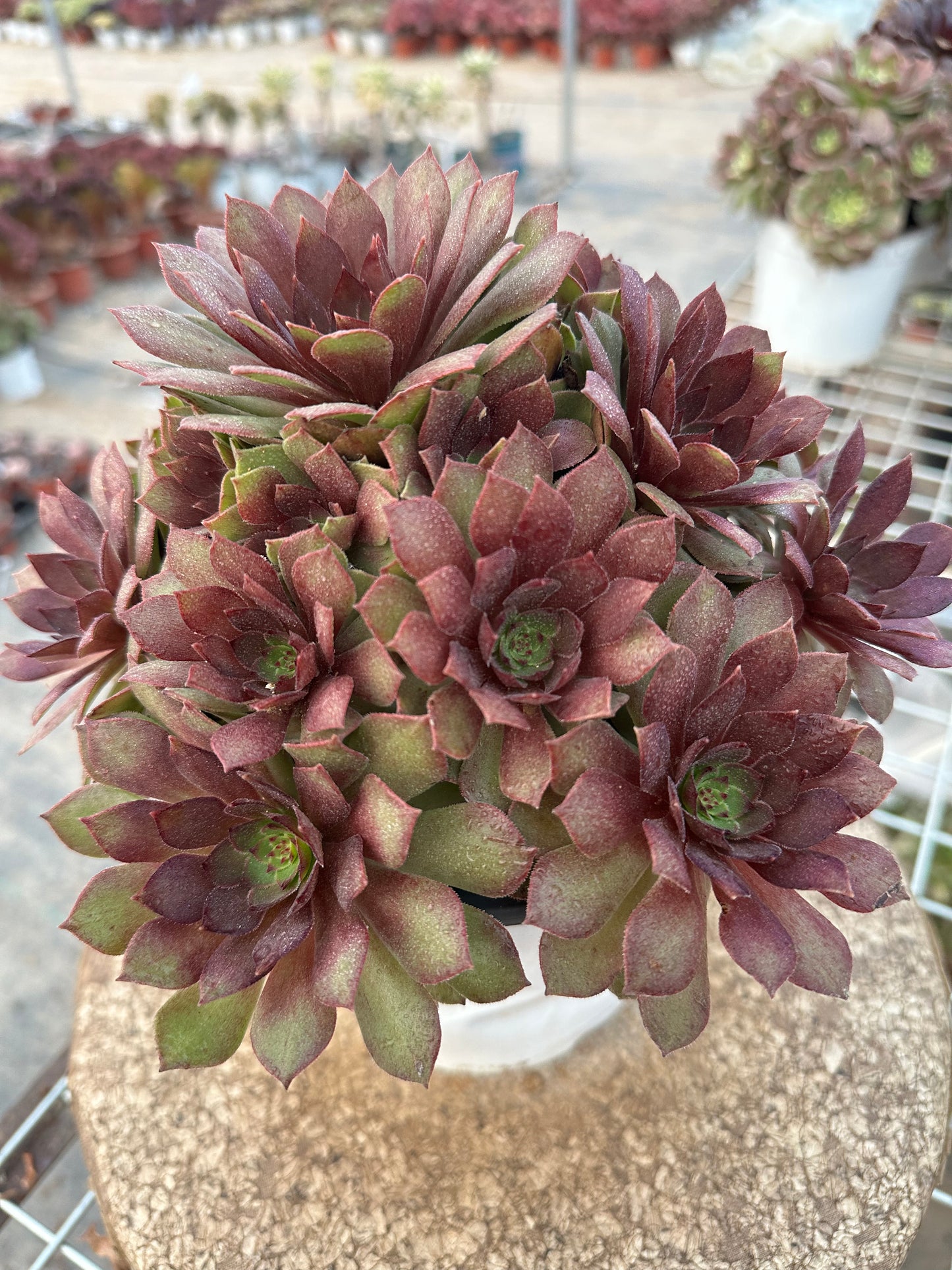 56red devil cluster20-30cm Old pile/ 10-20heads/ Aeonium cluster / Variegated Natural Live Plants Succulents