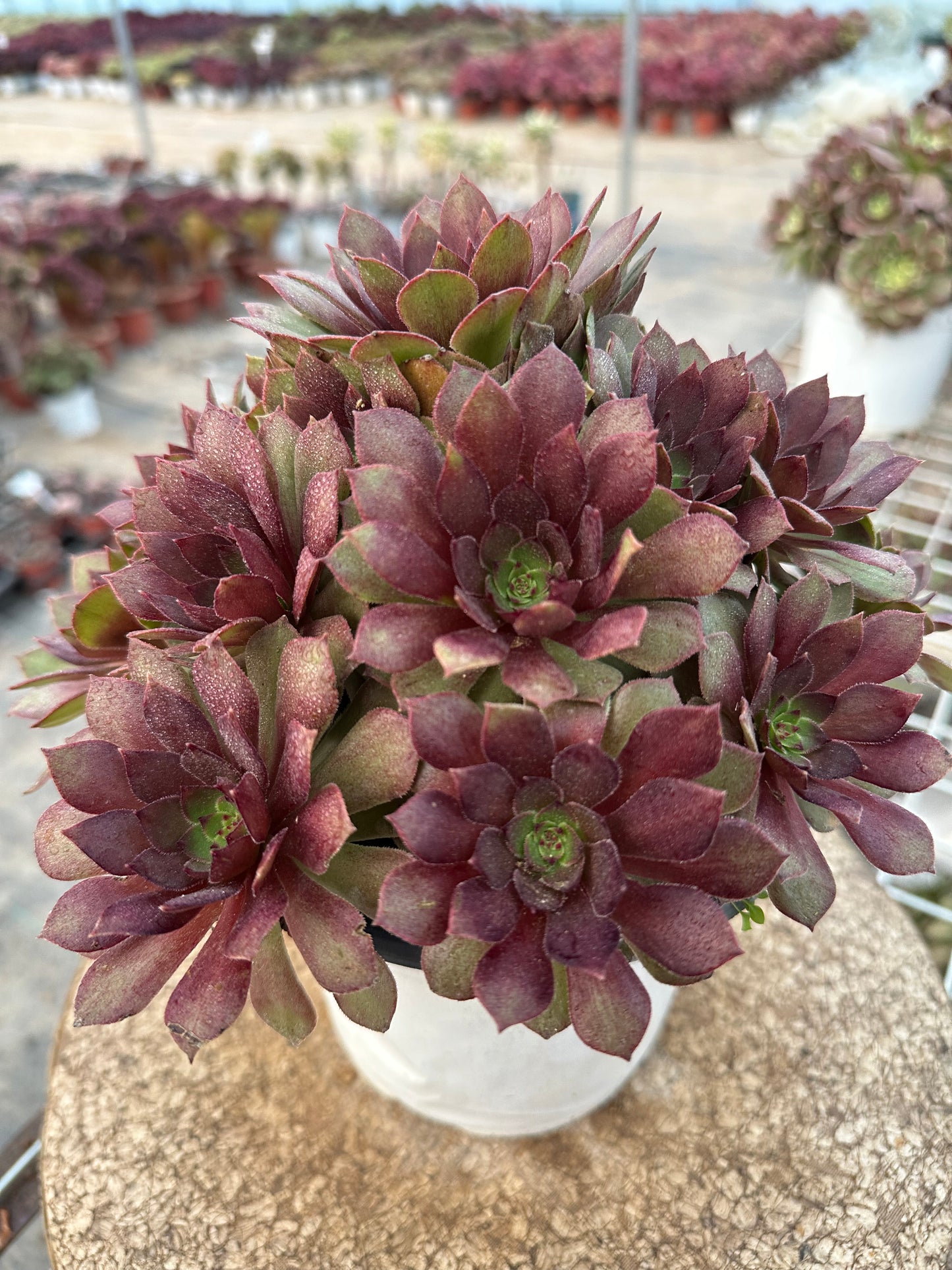 56red devil cluster20-30cm Old pile/ 10-20heads/ Aeonium cluster / Variegated Natural Live Plants Succulents