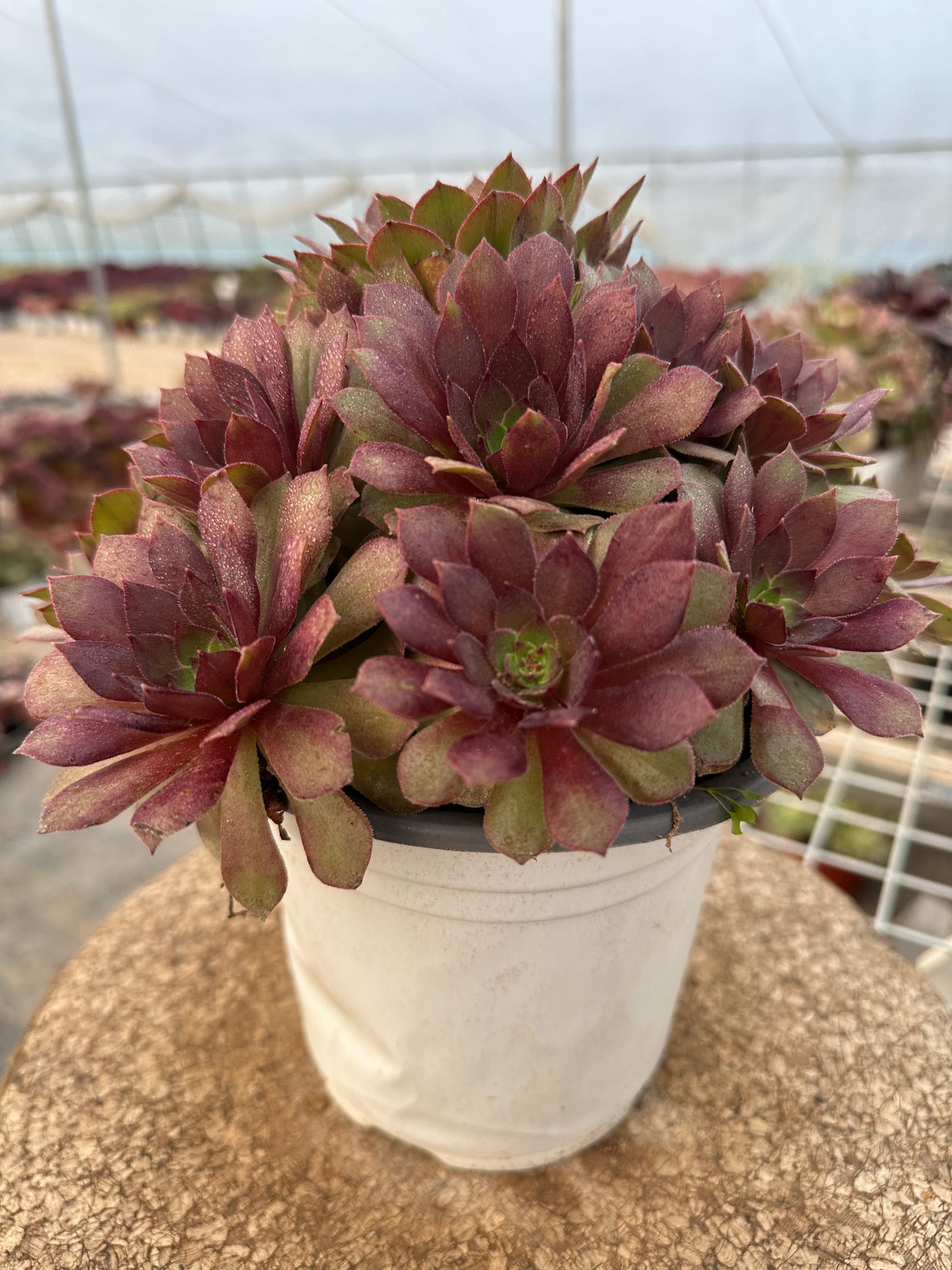 56red devil cluster20-30cm Old pile/ 10-20heads/ Aeonium cluster / Variegated Natural Live Plants Succulents