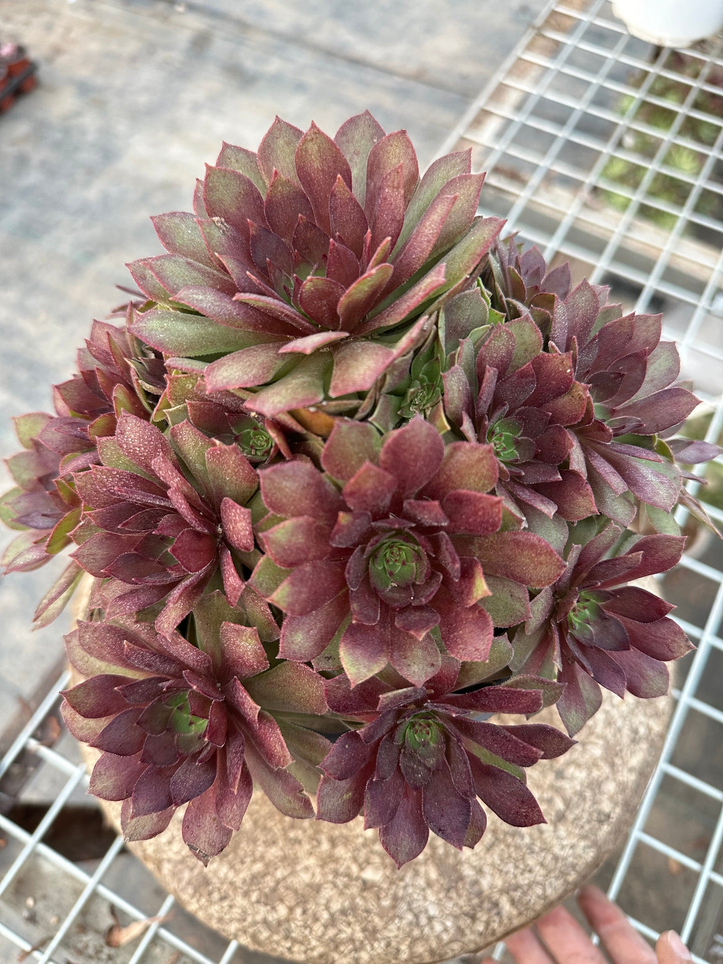 56red devil cluster20-30cm Old pile/ 10-20heads/ Aeonium cluster / Variegated Natural Live Plants Succulents