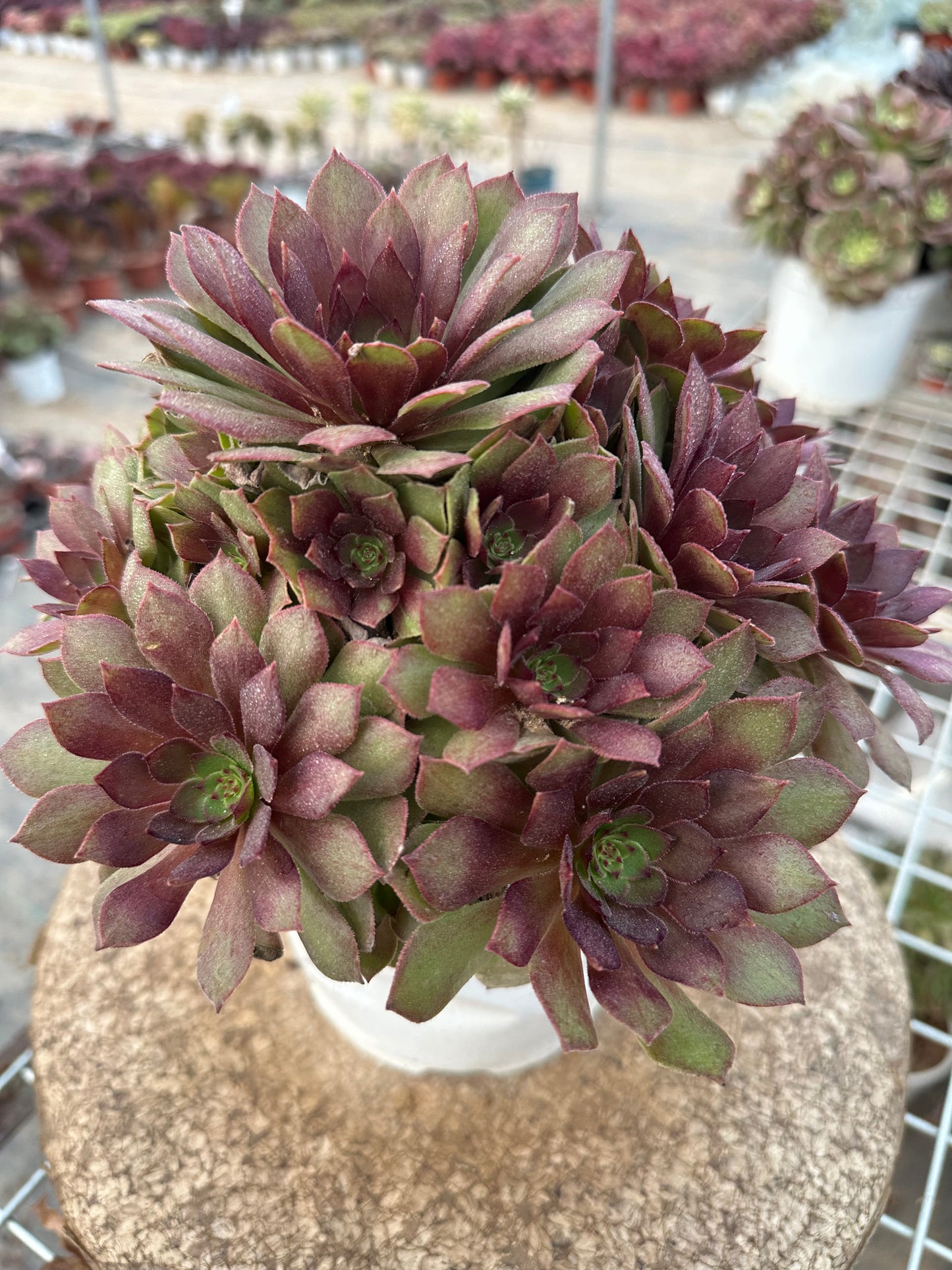 56red devil cluster20-30cm Old pile/ 10-20heads/ Aeonium cluster / Variegated Natural Live Plants Succulents