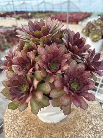 56red devil cluster20-30cm Old pile/ 10-20heads/ Aeonium cluster / Variegated Natural Live Plants Succulents